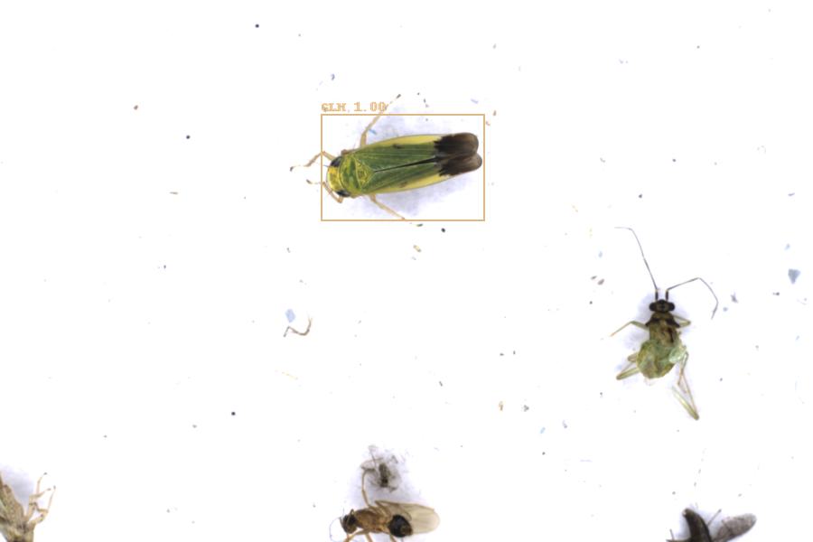 Image 4